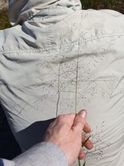 Panicum philadelphicum