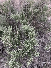 Tetradymia glabrata