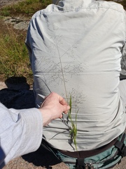 Panicum philadelphicum