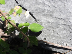Lantana velutina