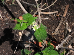 Lantana velutina