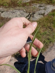 Panicum philadelphicum