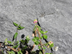 Lantana velutina