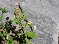 Lantana velutina