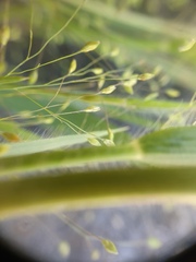 Panicum philadelphicum