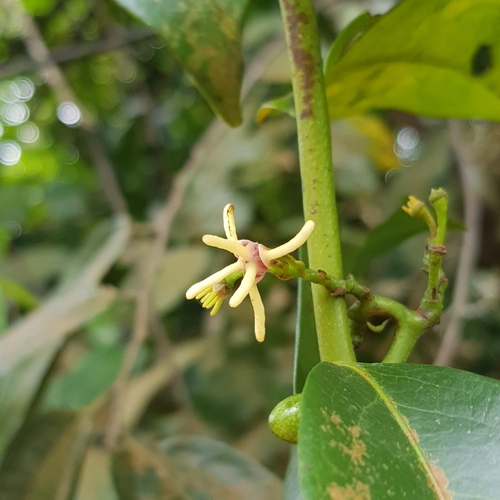 Image of Artabotrys suaveolens by (c) pbsg, some rights reserved (CC BY)