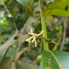 Artabotrys suaveolens