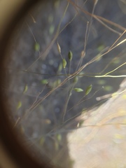 Panicum philadelphicum