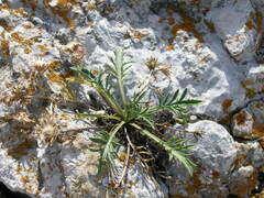 Centaurea kartschiana