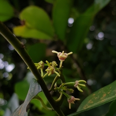 Artabotrys suaveolens