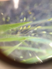 Panicum philadelphicum