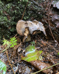 Russula nigricans
