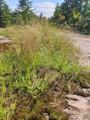 Panicum philadelphicum