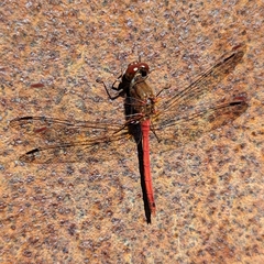 Sympetrum vicinum