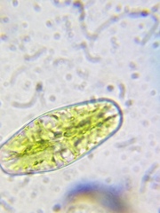 Netrium digitus