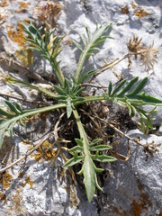 Centaurea kartschiana