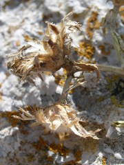 Centaurea kartschiana