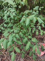 Koelreuteria paniculata