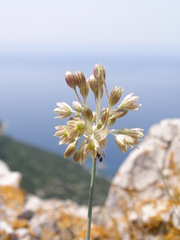 Allium tenuiflorum