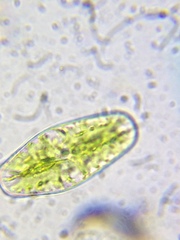 Netrium digitus