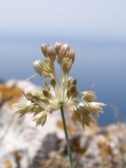 Allium tenuiflorum