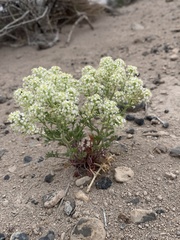 Lepidium montanum