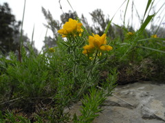 Genista hispanica