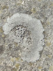 Protoparmeliopsis muralis