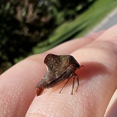 Telamona monticola