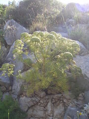 Portenschlagiella ramosissima