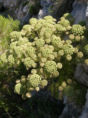 Portenschlagiella ramosissima