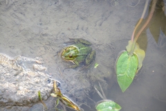 Pelophylax