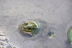 Pelophylax