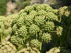 Portenschlagiella ramosissima
