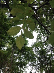 Bursera tomentosa