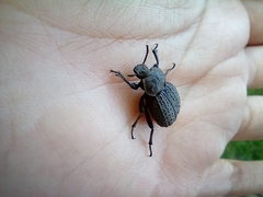 Scotobius pilularius