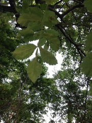 Bursera tomentosa