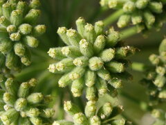 Portenschlagiella ramosissima