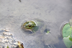 Pelophylax