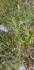 Persicaria pensylvanica