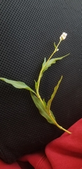 Persicaria pensylvanica