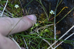 Sagina procumbens