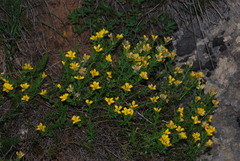 Genista hispanica
