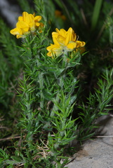 Genista hispanica