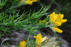 Genista hispanica