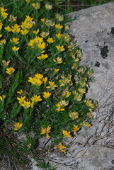 Genista hispanica