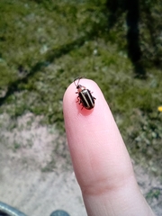 Disonycha argentinensis