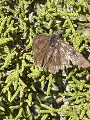 Erynnis tristis