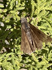 Erynnis tristis