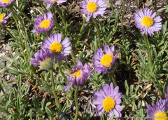 Erigeron barbellulatus